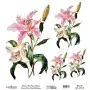 Model UC008 Universal Rice Paper Collection 30x32
